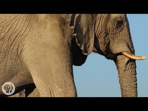 How Elephants Listen...With Their Feet | Deep Look