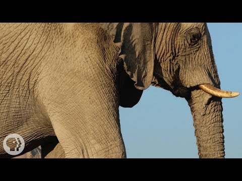 10 Most Oddball Communication Methods In Nature - 57