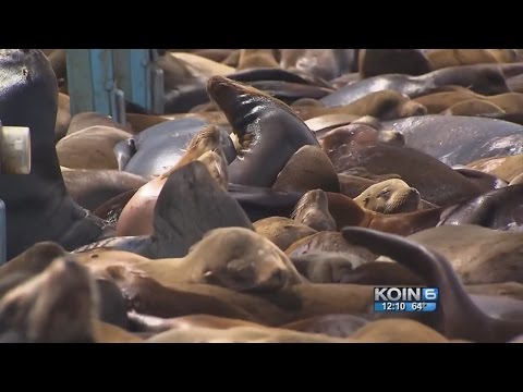 ‘Fake Willy’ arrives to scare Astoria sea lions