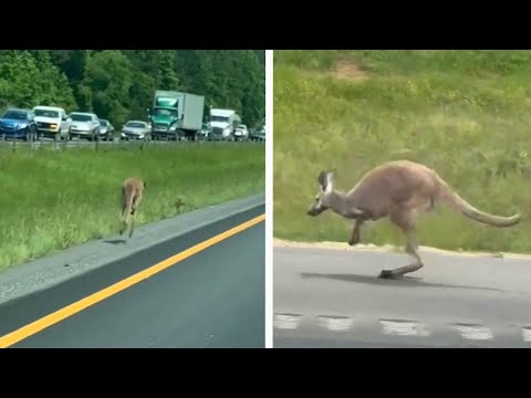 Loose Kangaroo Caused Car Crash on Alabama Interstate Before Being Tranquilized