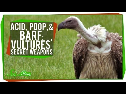 Acid, Poop, and Barf: Vultures&#039; Secret Weapons