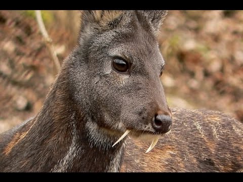 Deer With &#039;Vampire Fangs&#039; Spotted for First Time in 60 Years
