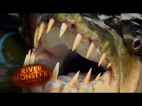 Jeremy Wade Catches Killer Goliath Tigerfish | TIGERFISH | River Monsters