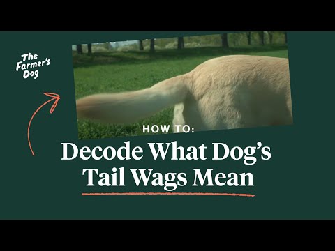 How to Read a Dog&#039;s Tail Wags