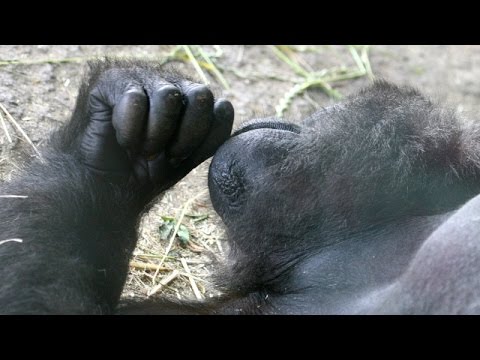 Gorillas Sometimes Hum When They Eat, And Researchers Want To Know Why - Newsy