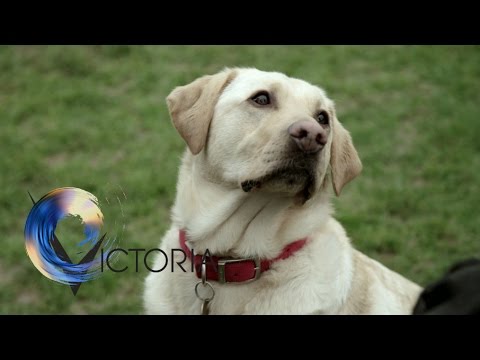 The dogs trained to spot cancer- BBC News