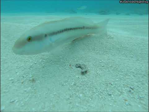 Fish ID - Slippery Dick Wrasse