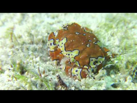 Gaudy Clown Crab in Grand Cayman