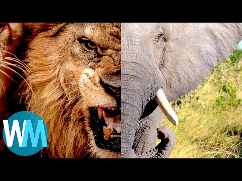 Videocast: Top 10 Most Dangerous Animals - Listverse