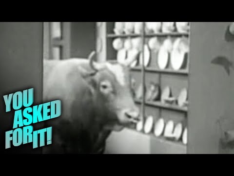 A Real Bull in a China Shop! | You Asked For It