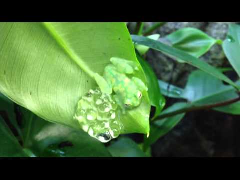 Glass frog eggs