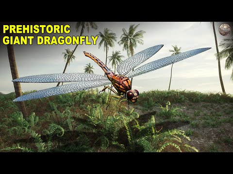 &#039;Meganeura&#039; - The Prehistoric Dragonfly With A Two-Foot Wingspan