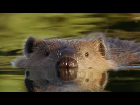 Beaver Lodge Construction Squad | Attenborough | BBC Earth