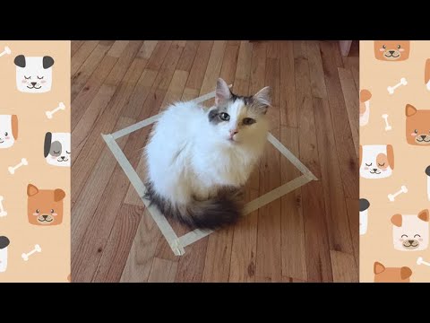 Square Tape Challenge for Cats!