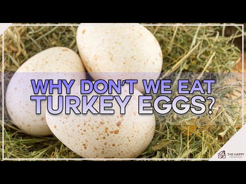 Why Don’t We Eat Turkey Eggs!