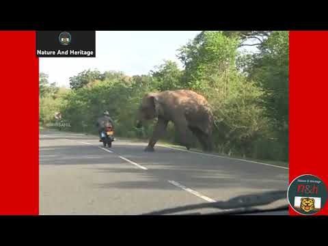 Mama Elephant asking help from humans to save her calf. #NatureAndHeritage🐯. |Wildlife&#039;s| |Short&#039;s|