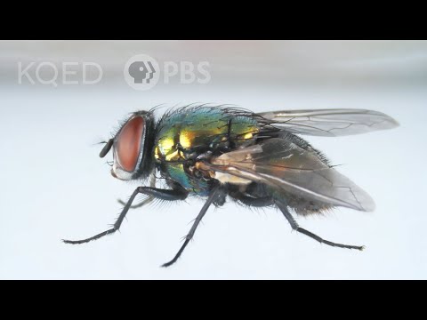 Here’s How That Annoying Fly Dodges Your Swatter | Deep Look