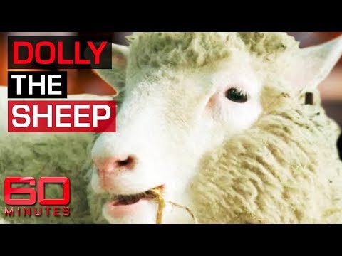 Incredible science behind cloning Dolly the sheep | 60 Minutes Australia