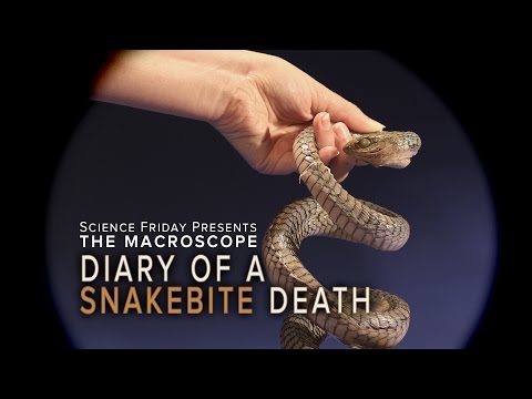 Diary of A Snakebite Death