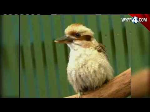 Overweight Bird Gets Personal Trainer