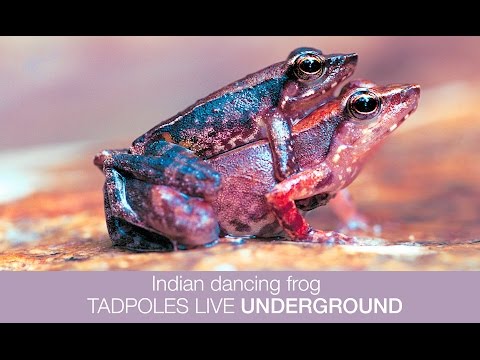 Indian Dancing Frog TADPOLES live UNDERGROUND