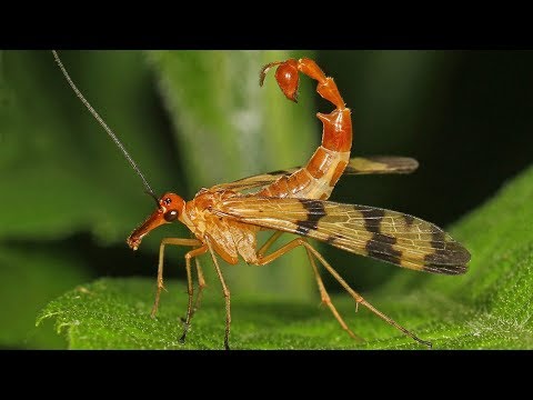 Scorpion Fly - Animal of the Week