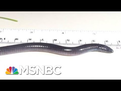 Meet The Newest Species: Dermophis Donaldtrumpi | All In | MSNBC