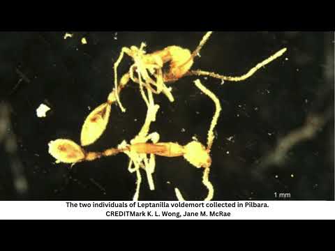 New species of Ant Discovered in Australia, Named after Voldemort