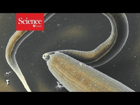 These nematodes may be cannibals, but they look out for their family