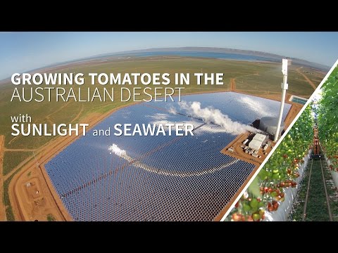 Growing food in the Australian desert with sunlight and seawater - the Sundrop Farms project