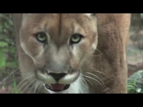 Colorado woman pries open mountain lion&#039;s jaws to rescue son