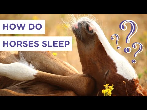How Do Horses Sleep? | HorseRookie.com