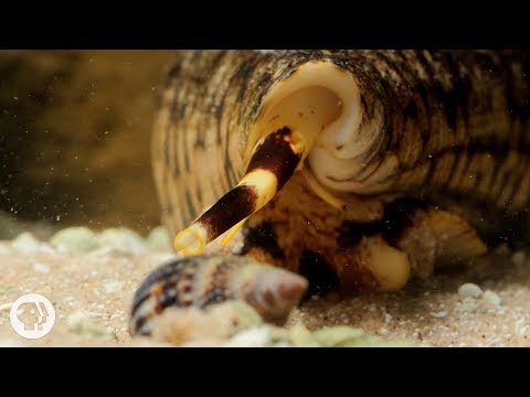 Watch These Cunning Snails Stab and Swallow Fish Whole | Deep Look