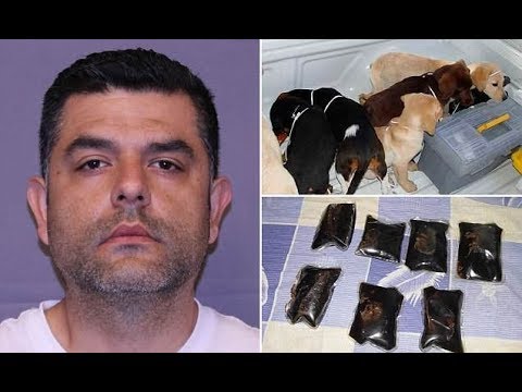 Vet pleads guilty to smuggling heroin inside the bellies of puppies - Daily News