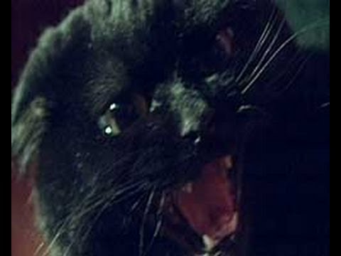 Part 1 Black Cat of Killakee - Animal X Classic | Storyteller Media