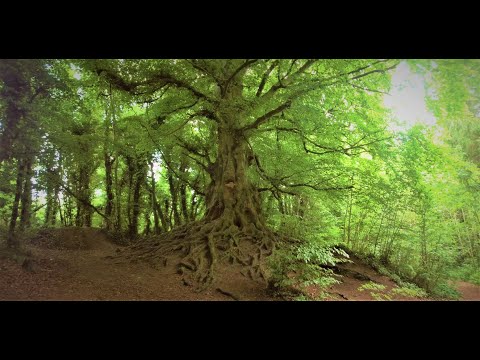 A Mystical Stroll Through Balrath Woods, Meath, Ireland 4k