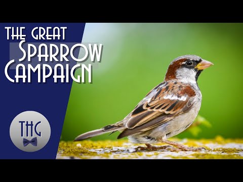 When China went to war against the sparrows