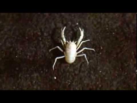 Blind Crabs at Jameos del Agua