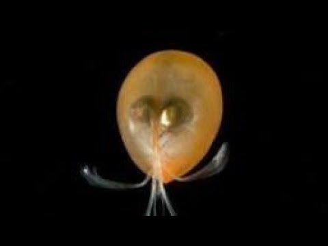 Facts: Ostracods