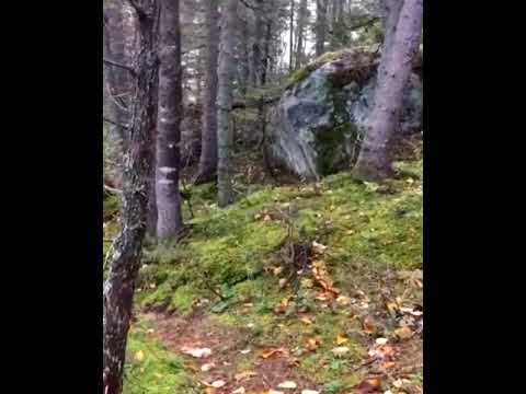 The ground looks like it&#039;s breathing in Quebec Forest