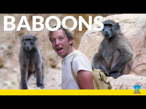 How do African Baboons Live in the Wild?