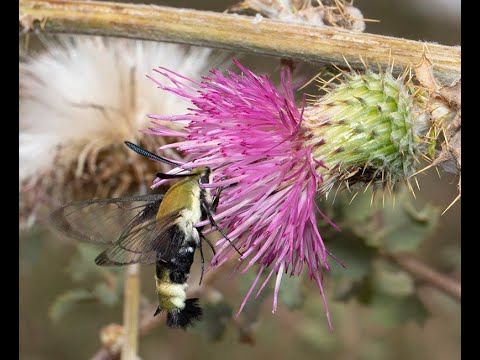 Clearwing Bumblebee Moth