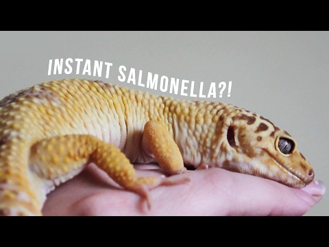 WHICH PETS CARRY SALMONELLA?