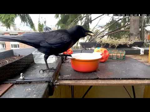 Interesting Crow Vocalizations (crow sounds)