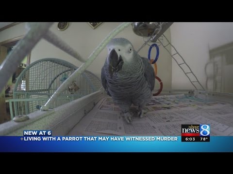 Meet Bud: Parrot, possible murder witness