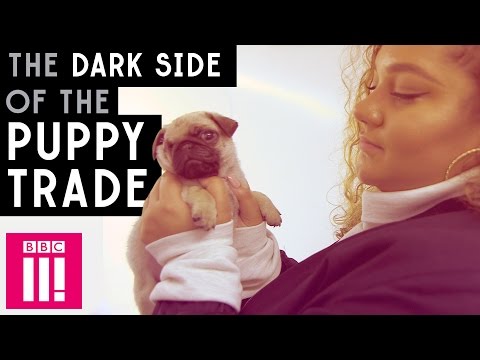 The Dark Side of Britain&#039;s Insta Puppy Trade