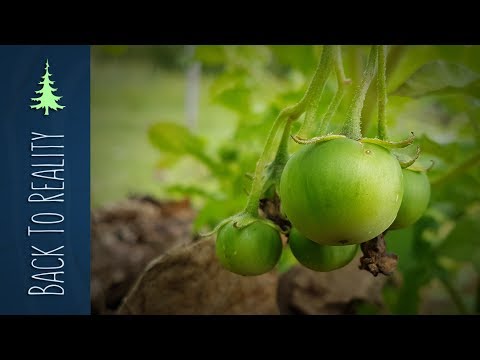 Did You Know That Potato Plants Have Poisonous Fruit?!