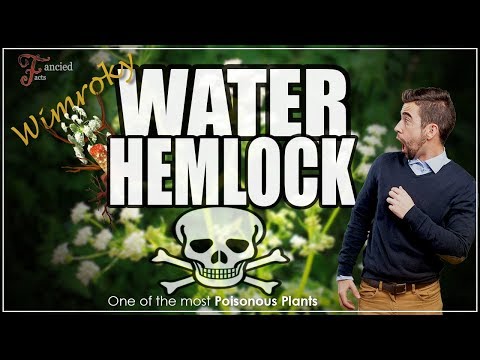 WATER HEMLOCK — One of the Most Poisonous Plant In The World!!