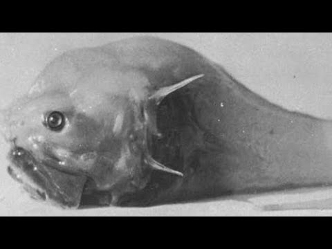 Bony Eared Assfish - Deepsea Oddities