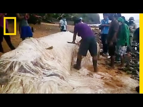 Mysterious &quot;Hairy Blob&quot; Washes Ashore in the Philippines | National Geographic